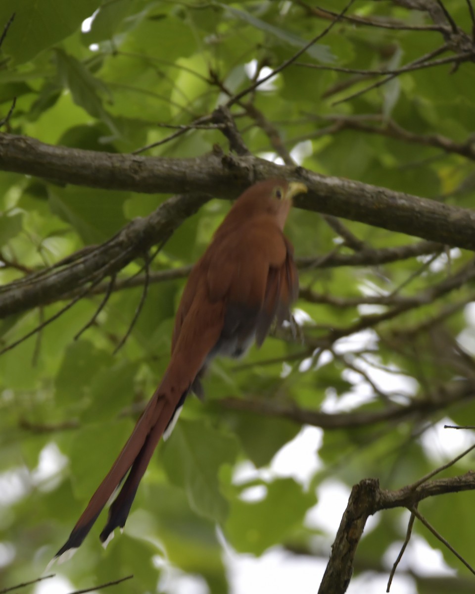 Squirrel Cuckoo - Experiencia Naturaleza Edwin Avella