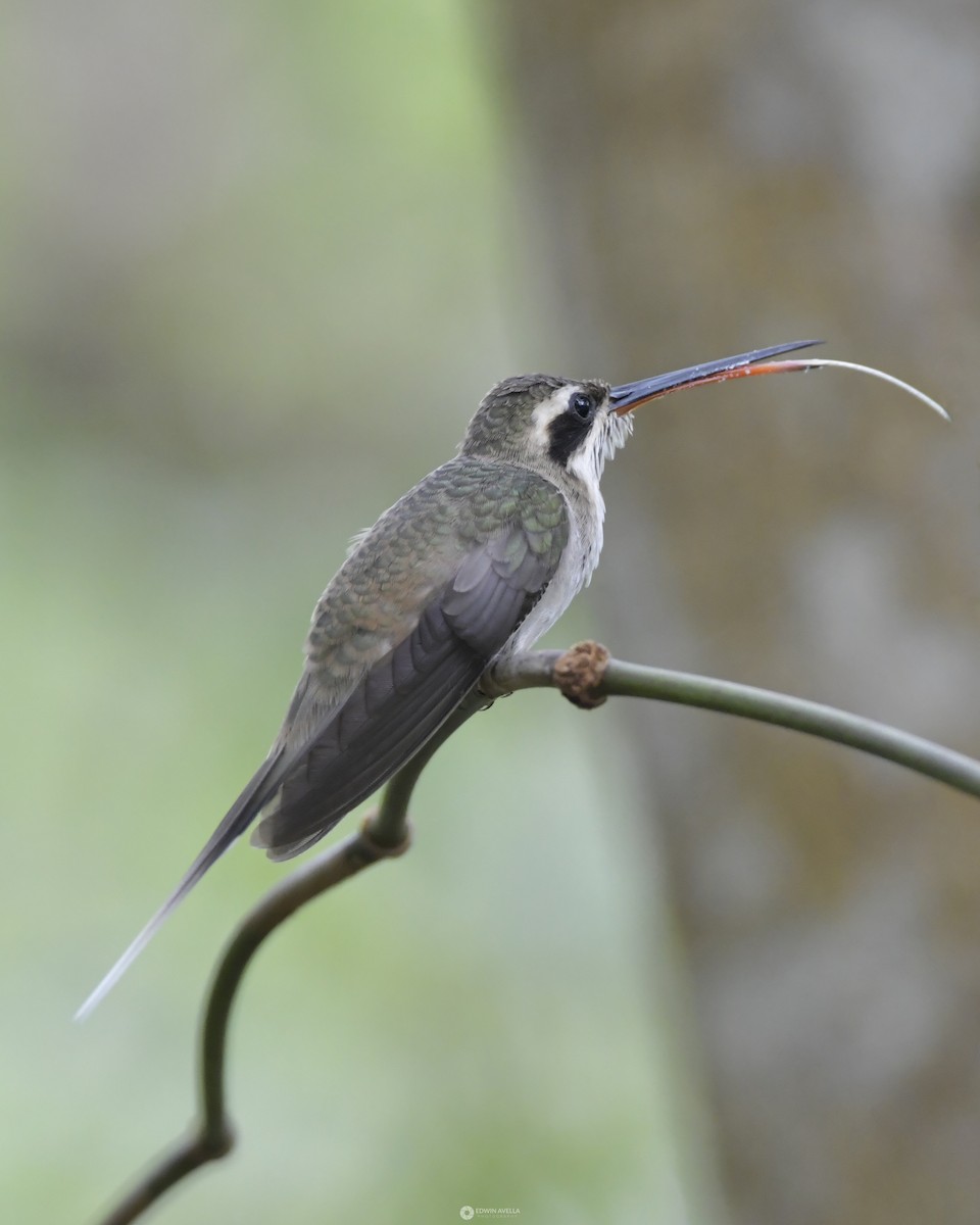 kolibřík šídlozobý - ML619660930