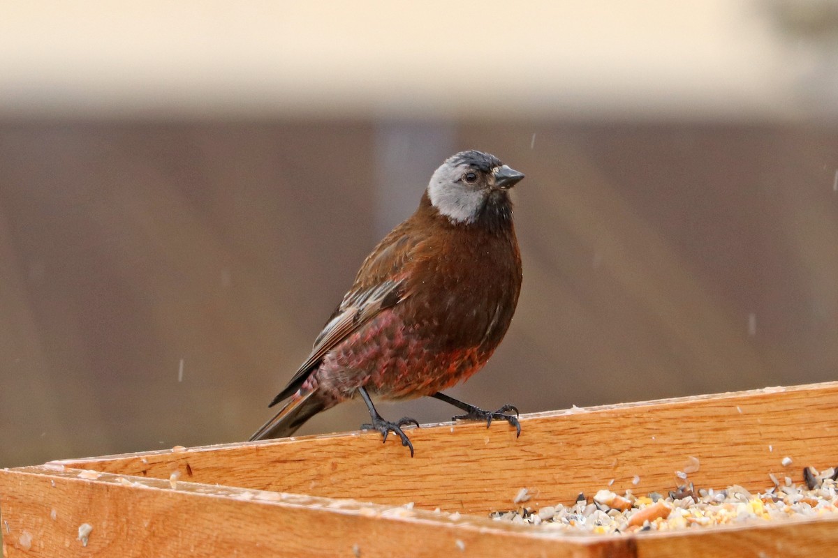 Gray-crowned Rosy-Finch (Aleutian and Kodiak Is.) - Jason Wilder