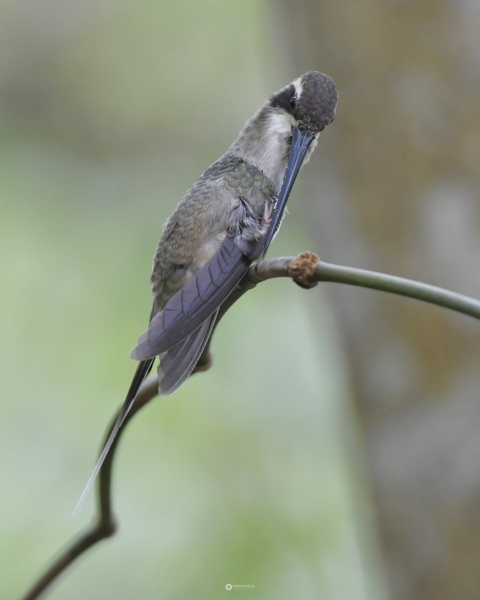 Прямоклювый колибри-отшельник - ML619660934
