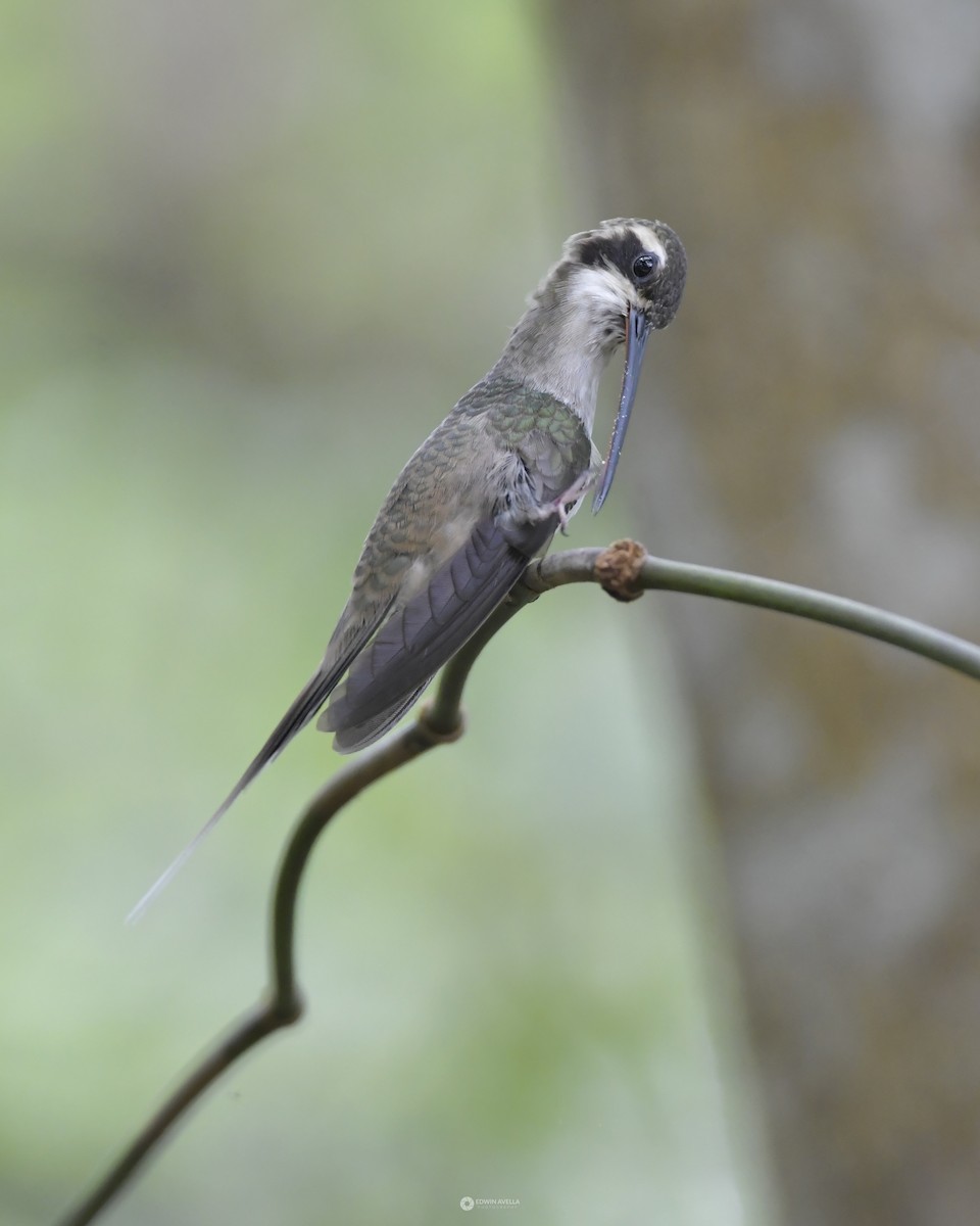 Straight-billed Hermit - ML619660937