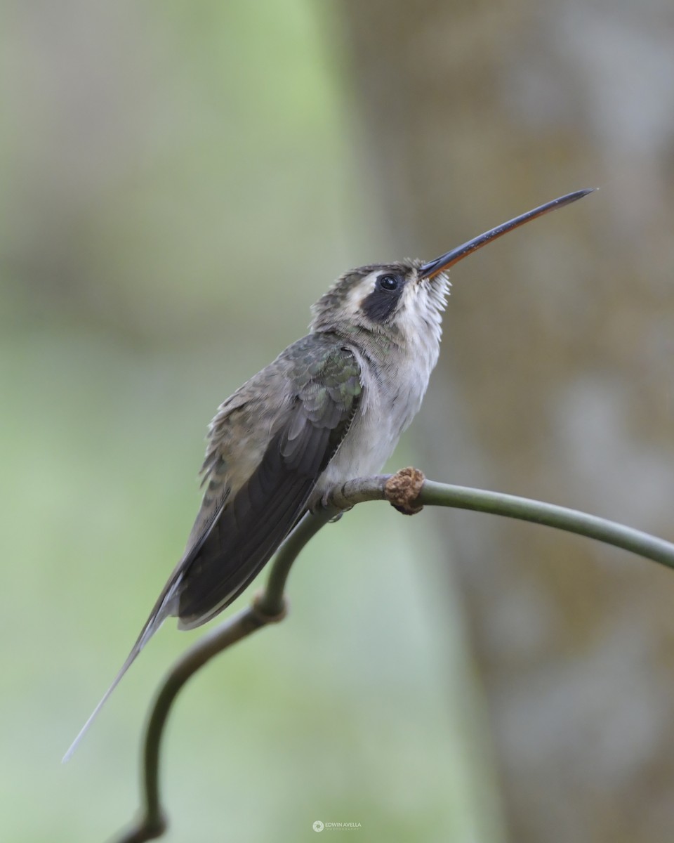 Straight-billed Hermit - Experiencia Naturaleza Edwin Avella