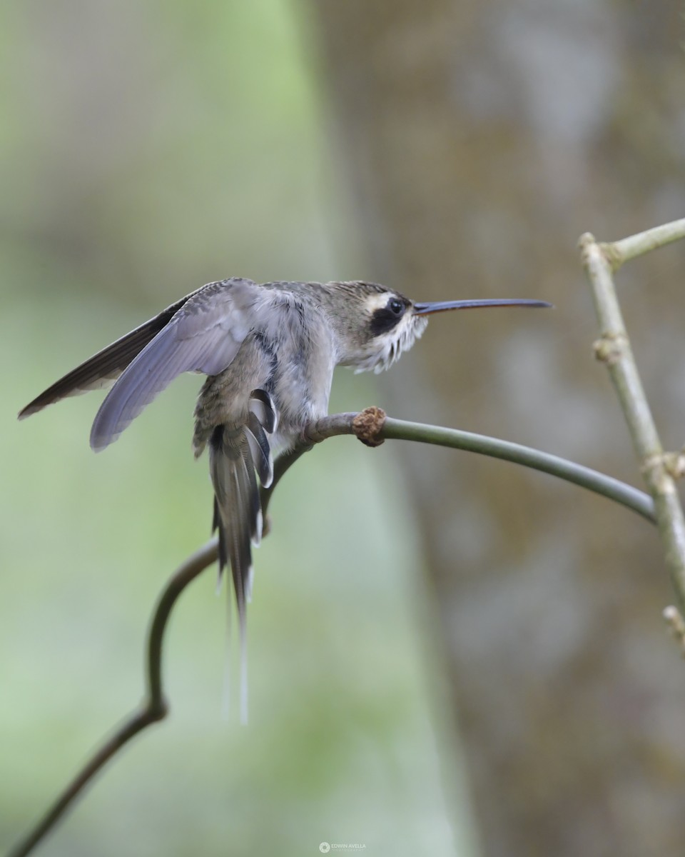 kolibřík šídlozobý - ML619660939