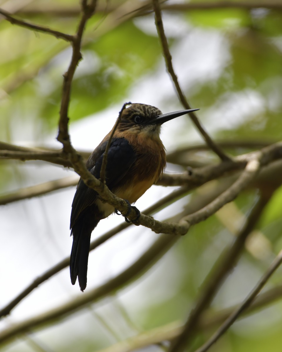 Brown Jacamar - Experiencia Naturaleza Edwin Avella