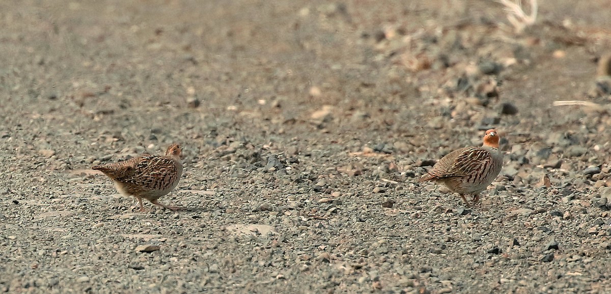 Gray Partridge - Mark  Ludwick