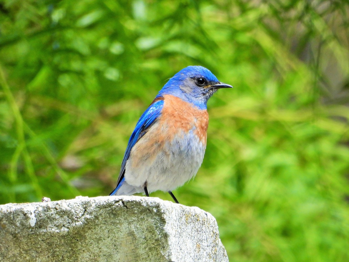 Western Bluebird - Carol Ann Krug Graves