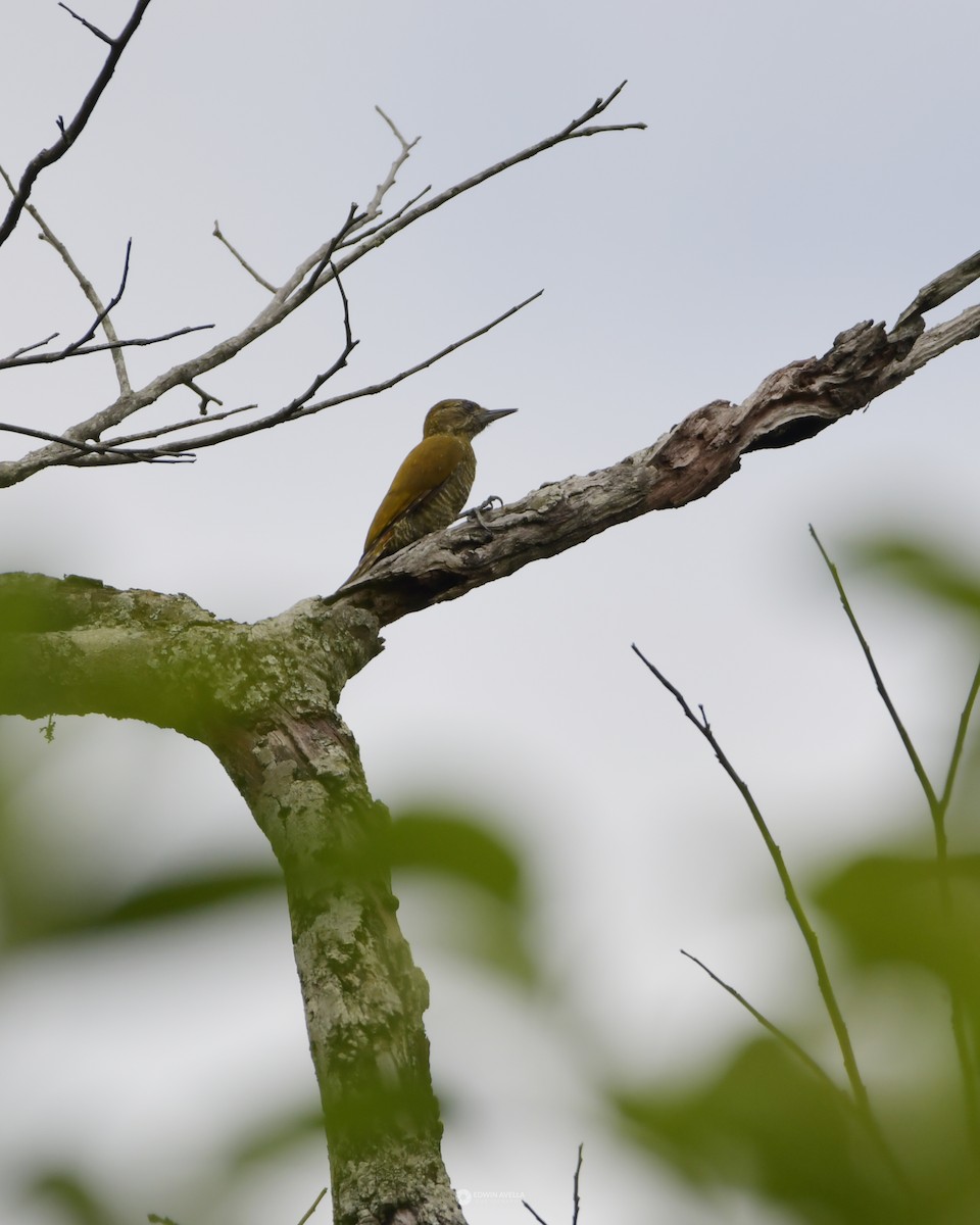 Little Woodpecker - Experiencia Naturaleza Edwin Avella