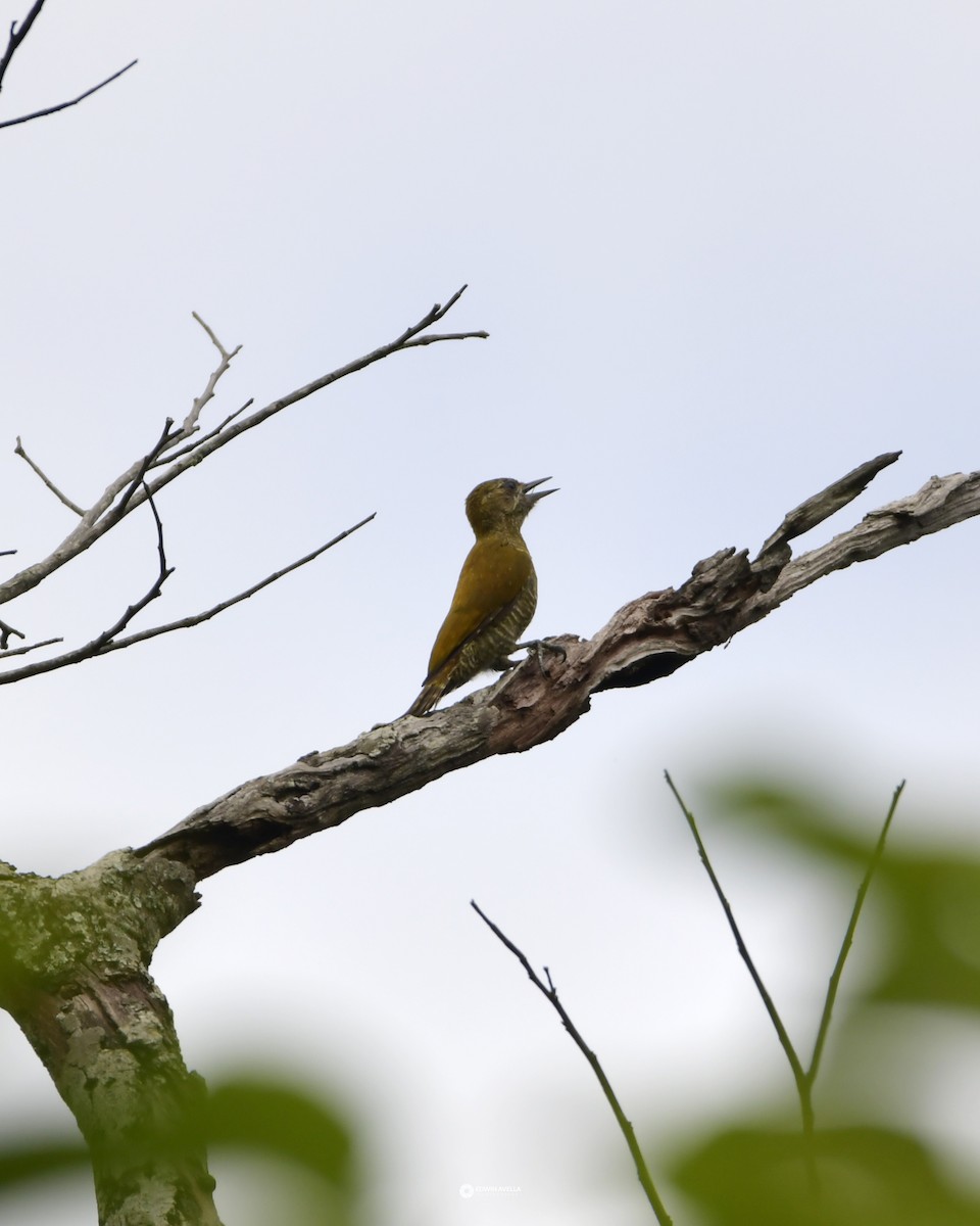 Little Woodpecker - Experiencia Naturaleza Edwin Avella