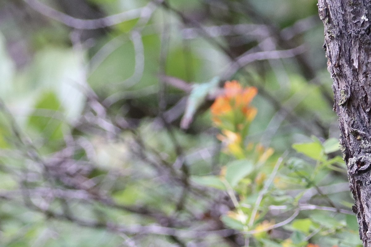 Calliope Hummingbird - Sarah von Innerebner