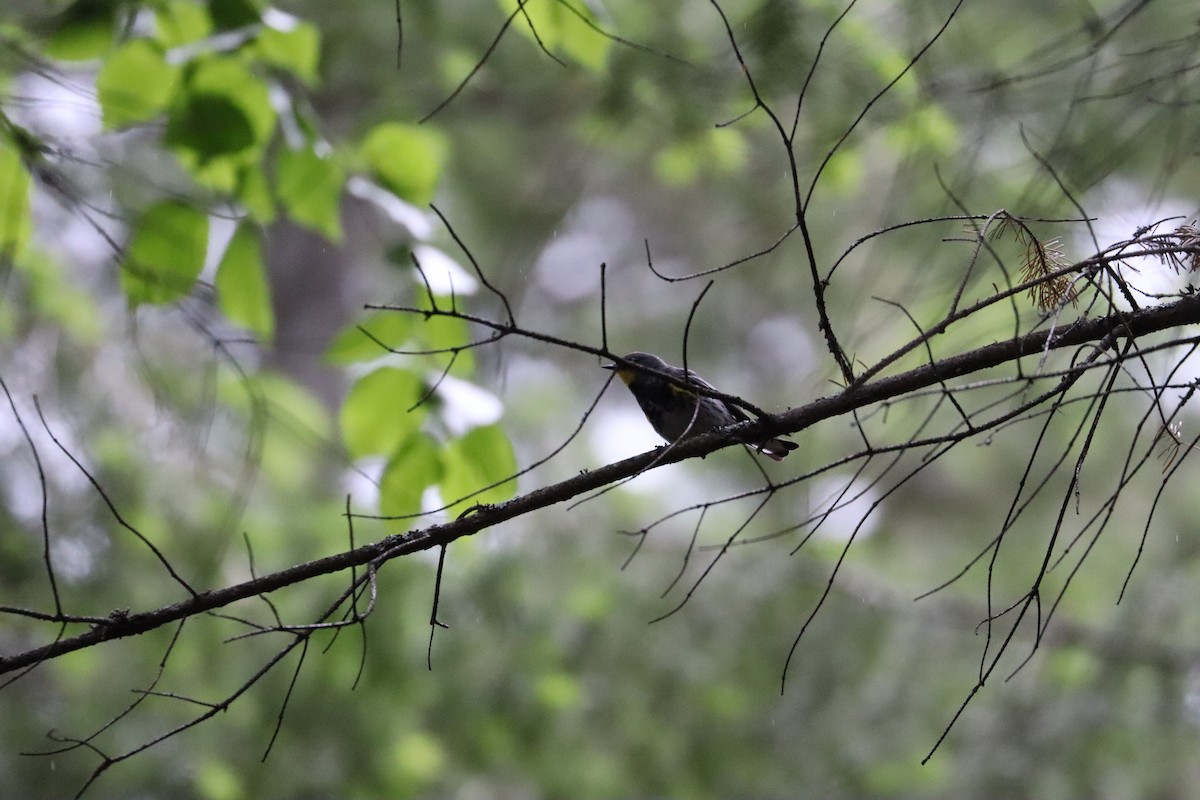 Yellow-rumped Warbler - Sarah von Innerebner