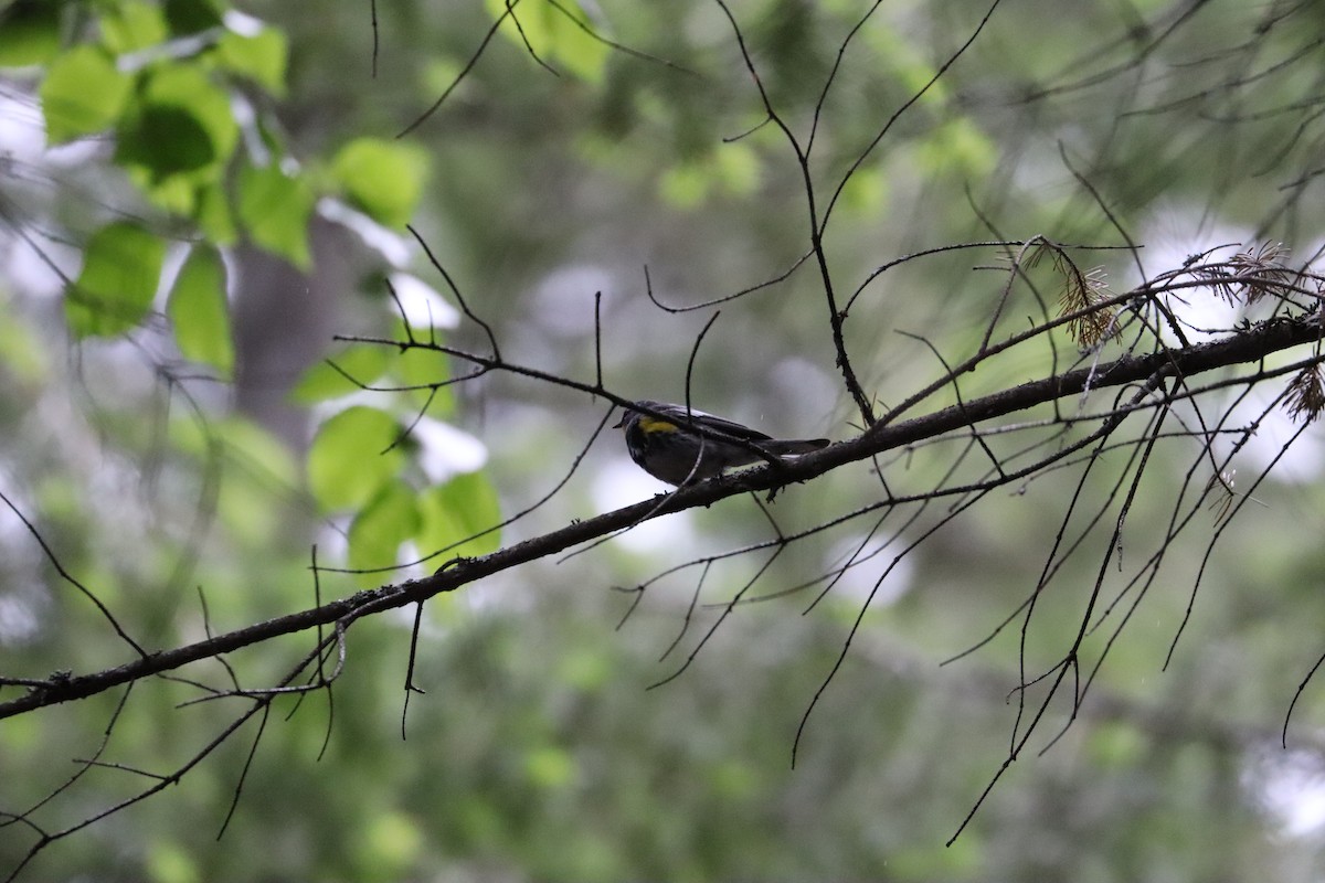 Yellow-rumped Warbler - Sarah von Innerebner