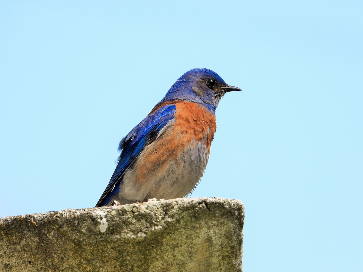 Western Bluebird - Carol Ann Krug Graves