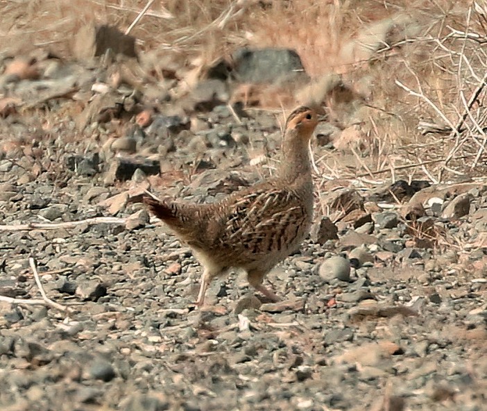 Gray Partridge - Mark  Ludwick