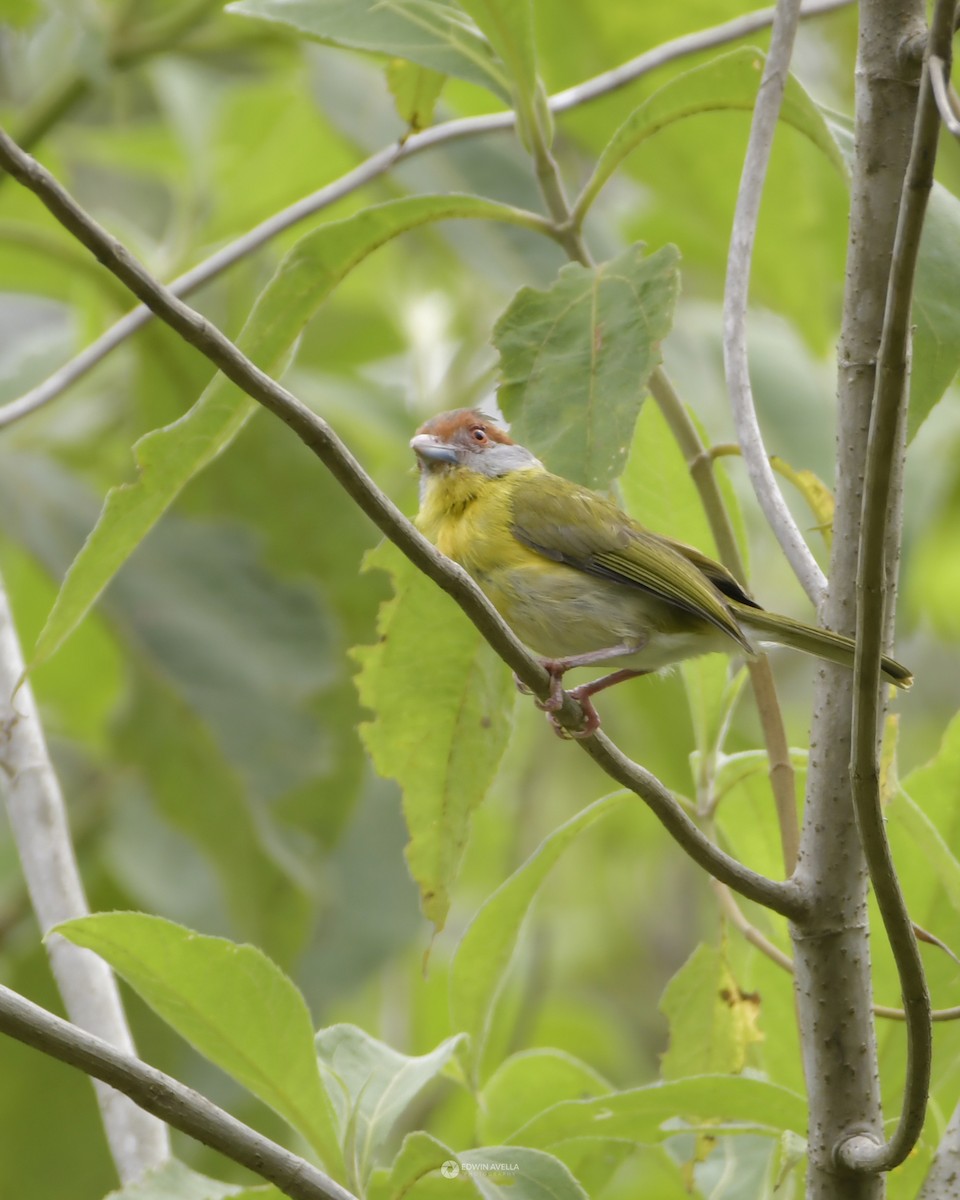 Rufous-browed Peppershrike - Experiencia Naturaleza Edwin Avella