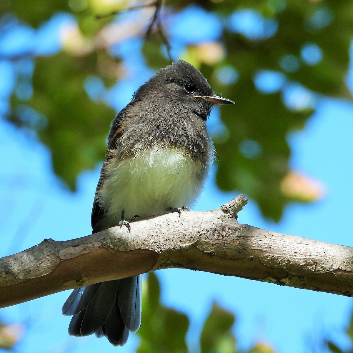 Black Phoebe - Carol Ann Krug Graves