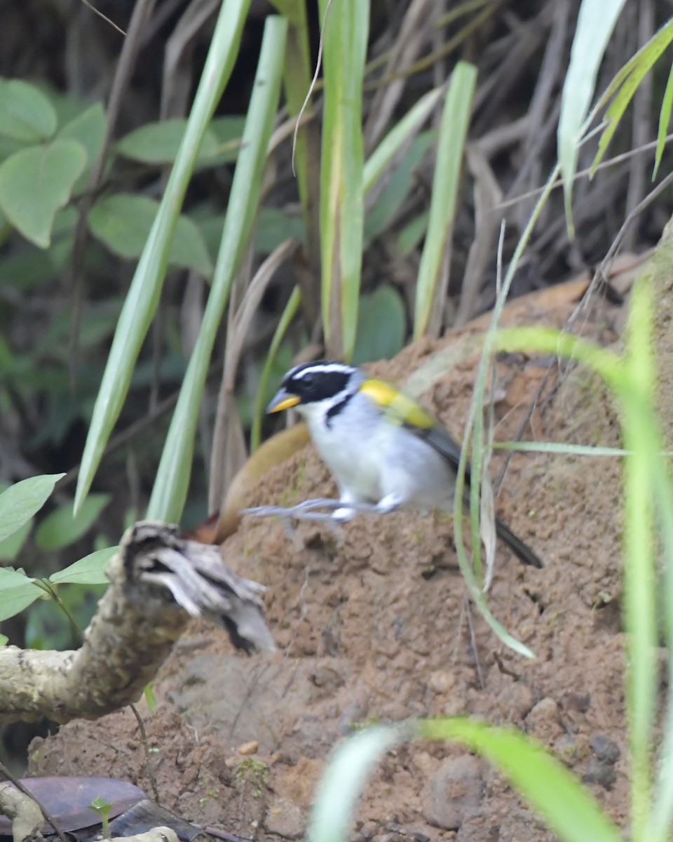 Pectoral Sparrow - Experiencia Naturaleza Edwin Avella