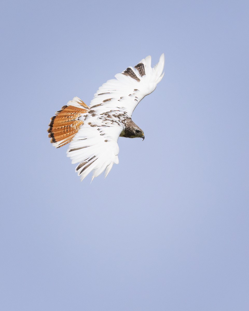 Red-tailed Hawk - ML619660980