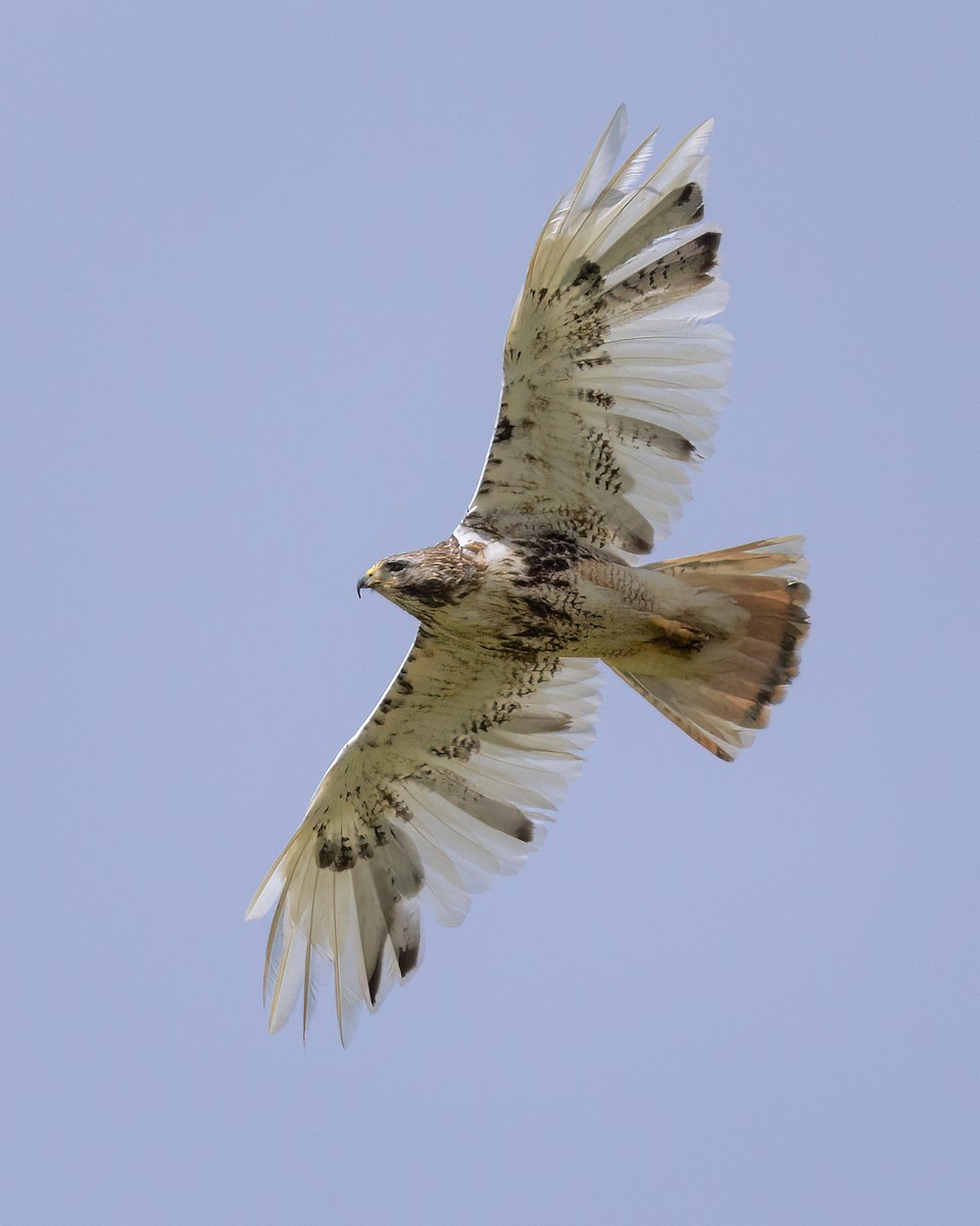 Red-tailed Hawk - Jeff Dyck