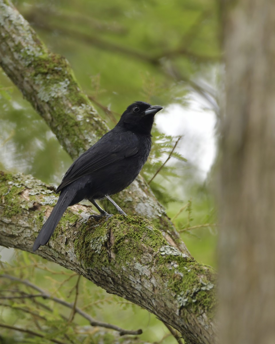 White-lined Tanager - Experiencia Naturaleza Edwin Avella