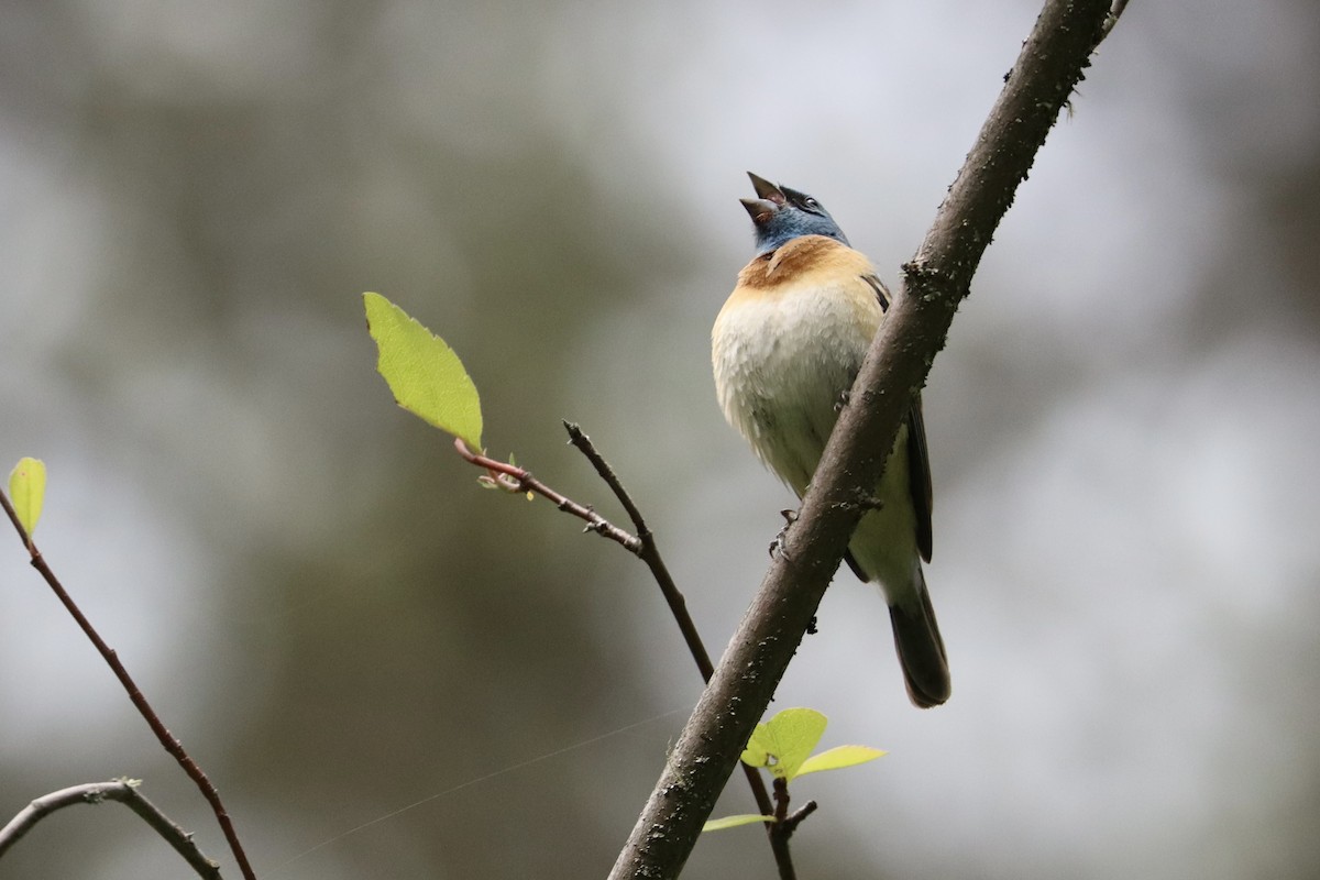 Lazuli Bunting - Sarah von Innerebner