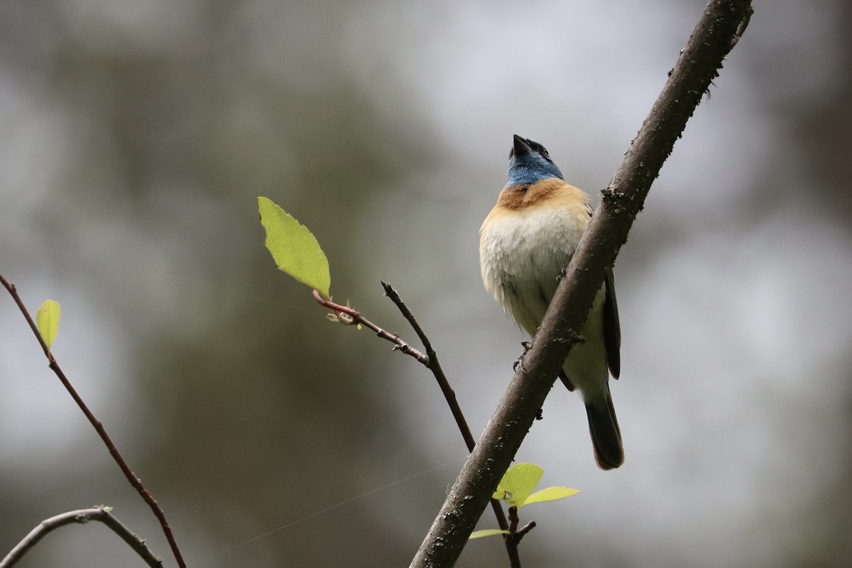 Lazuli Bunting - Sarah von Innerebner