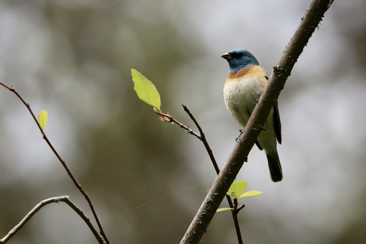 Lazuli Bunting - Sarah von Innerebner