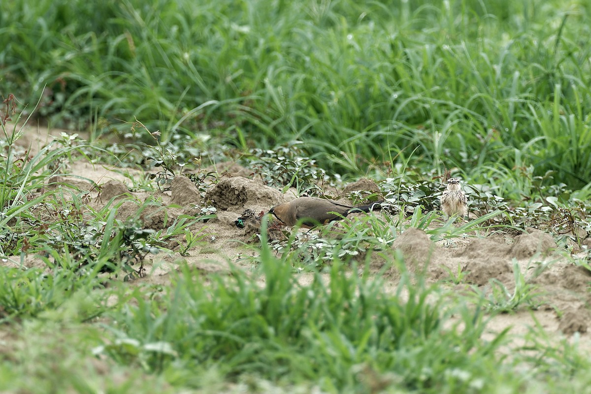 Oriental Pratincole - ML619660995