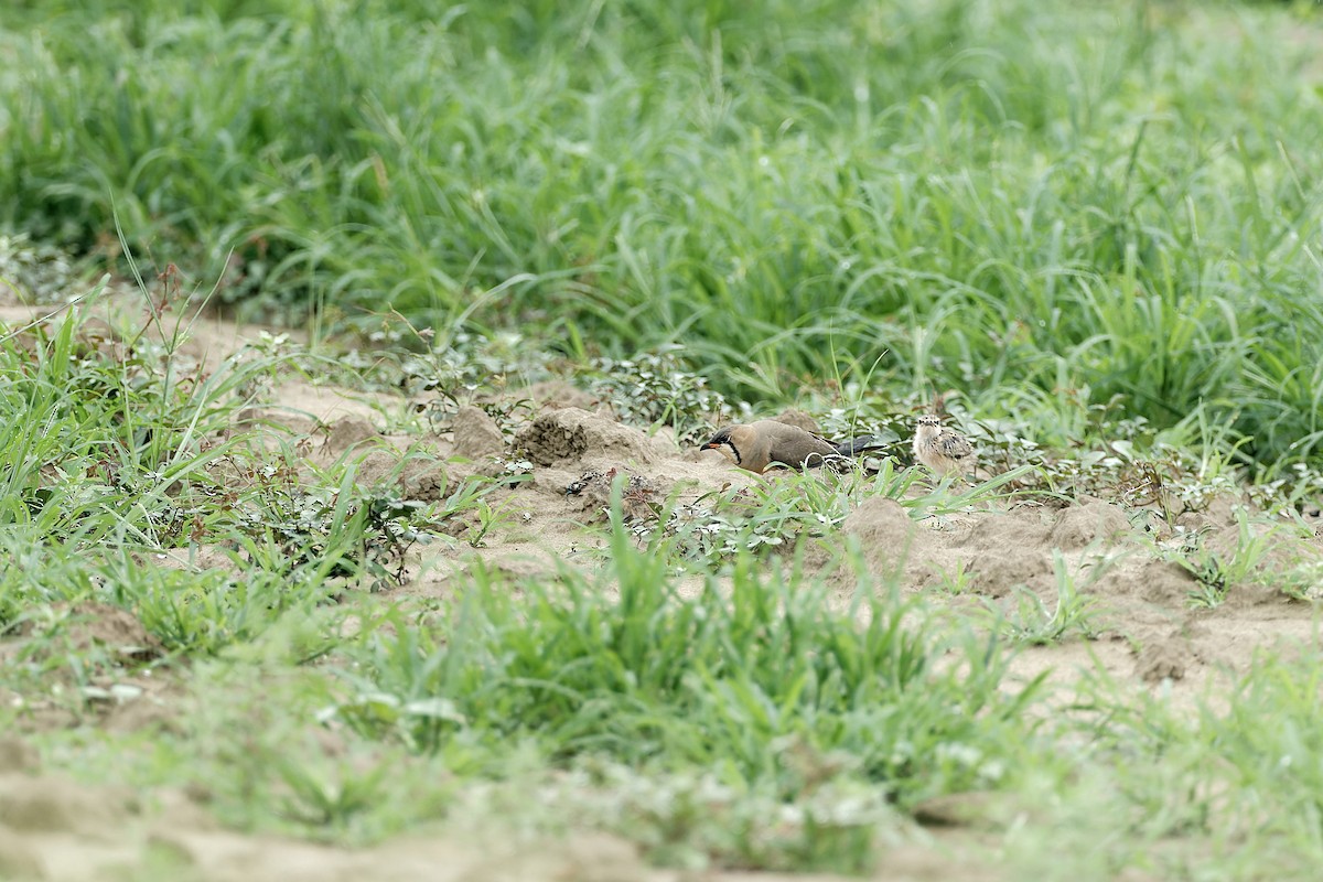 Oriental Pratincole - ML619660996