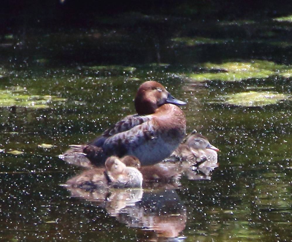 Common Pochard - ML619661001