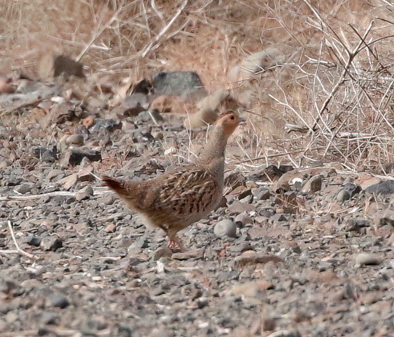 Gray Partridge - Mark  Ludwick