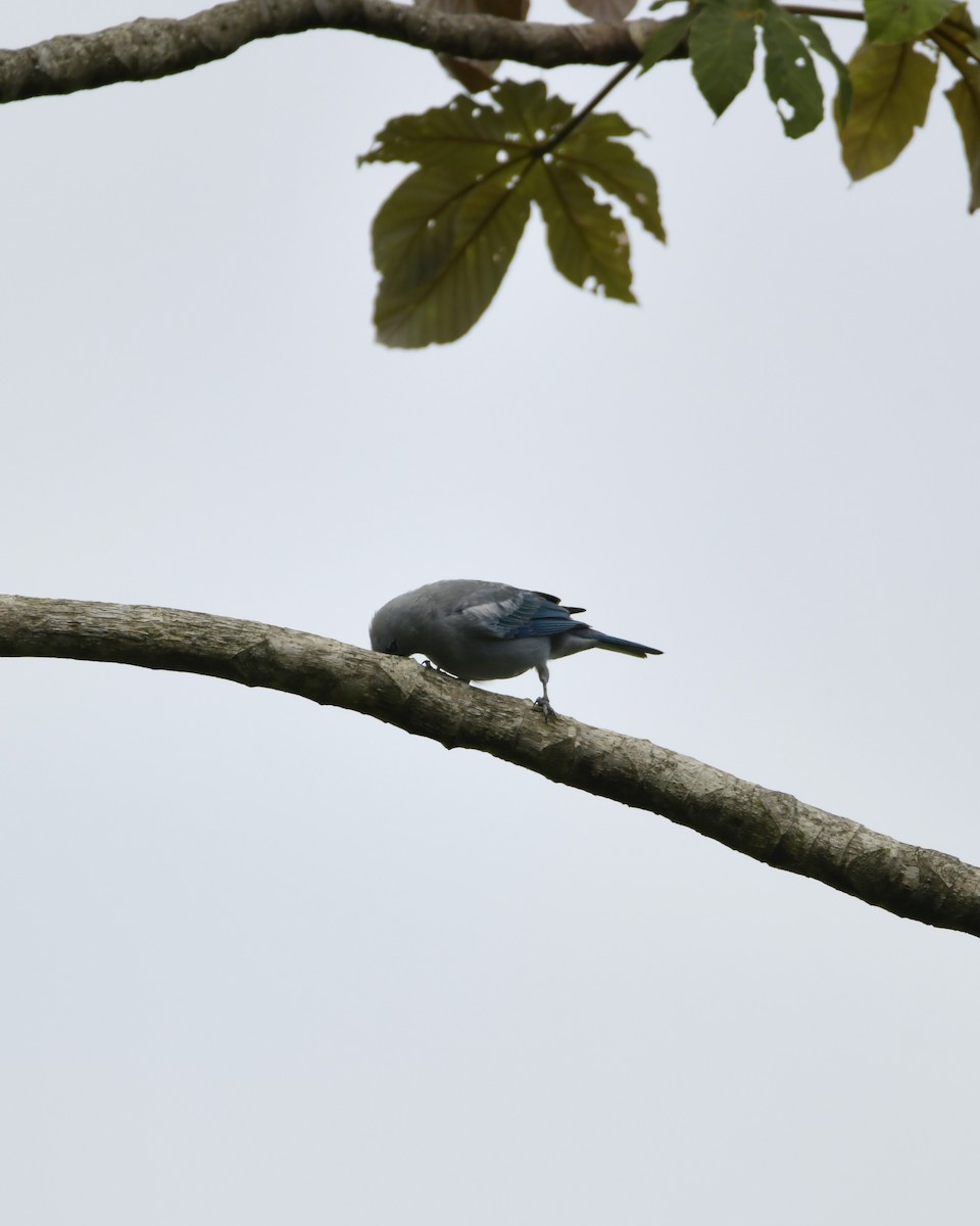 Blue-gray Tanager - Experiencia Naturaleza Edwin Avella
