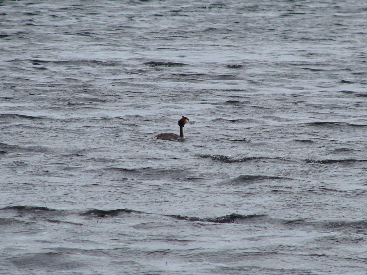 Great Crested Grebe - Andrew Bishop