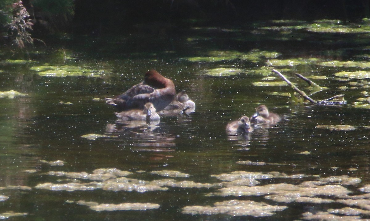 Common Pochard - bousquet francois