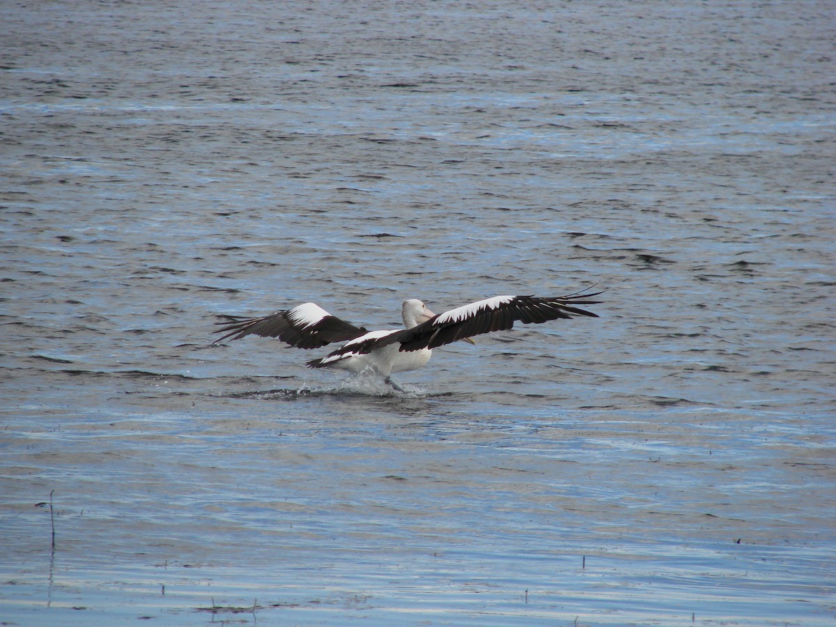 Australian Pelican - Andrew Bishop