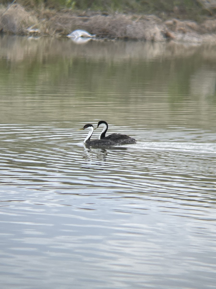 Western Grebe - Will Dudley