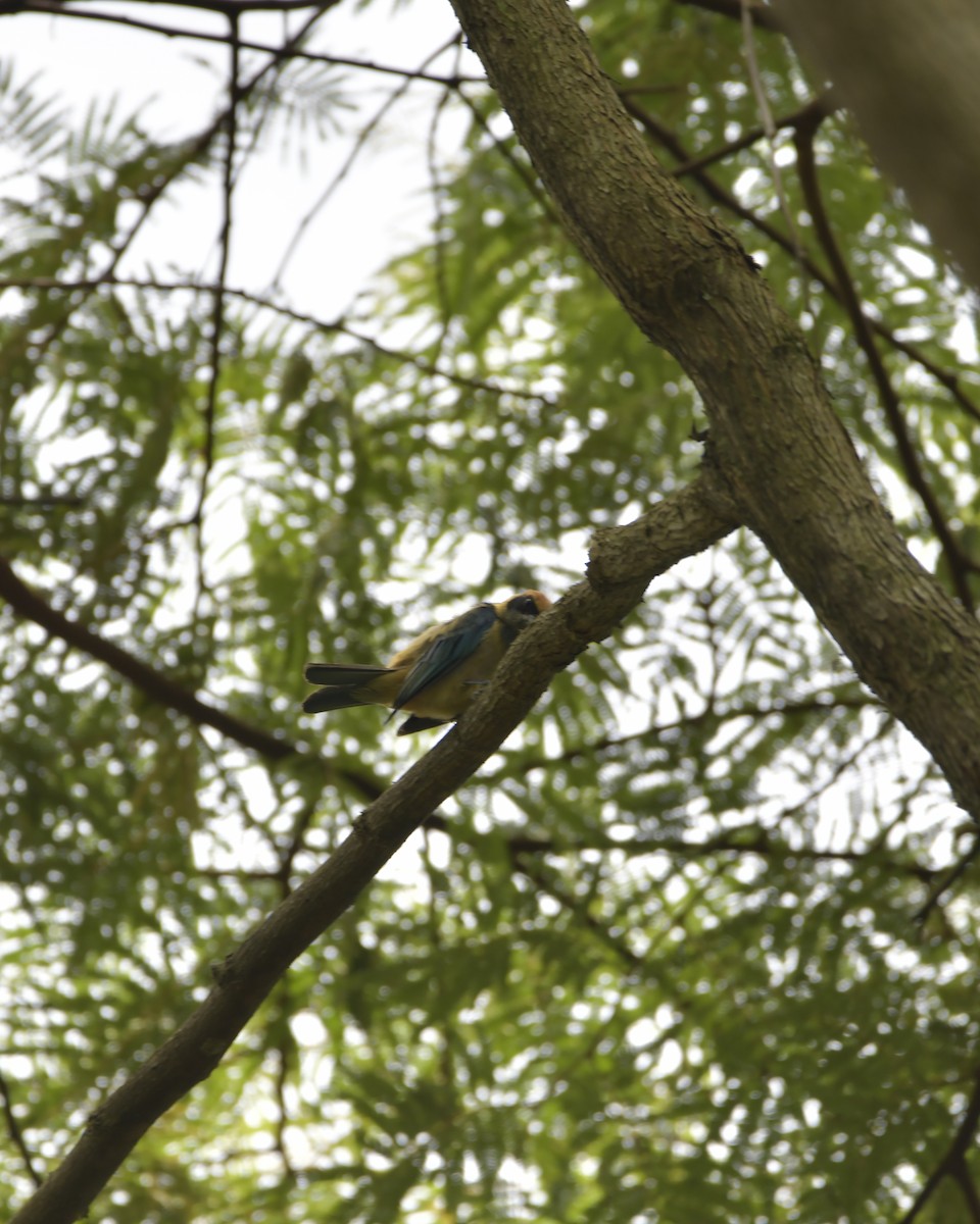 Burnished-buff Tanager - Experiencia Naturaleza Edwin Avella