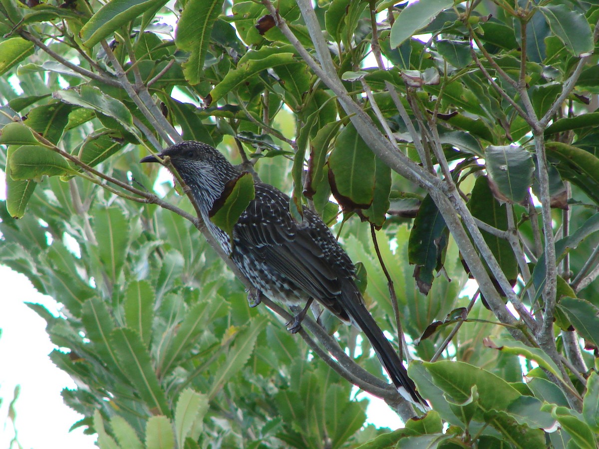 Little Wattlebird - Andrew Bishop