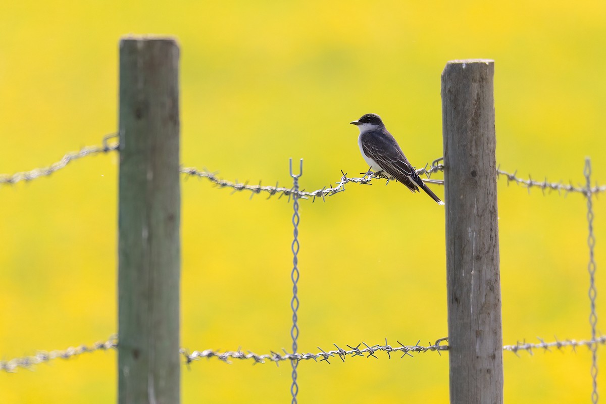 Eastern Kingbird - Jeff Dyck