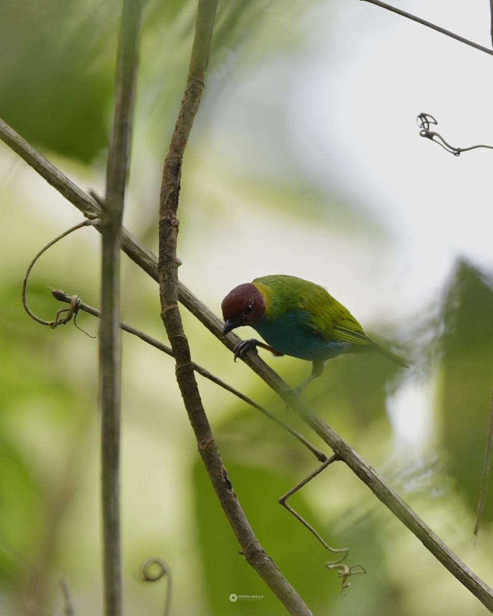 Bay-headed Tanager - Experiencia Naturaleza Edwin Avella