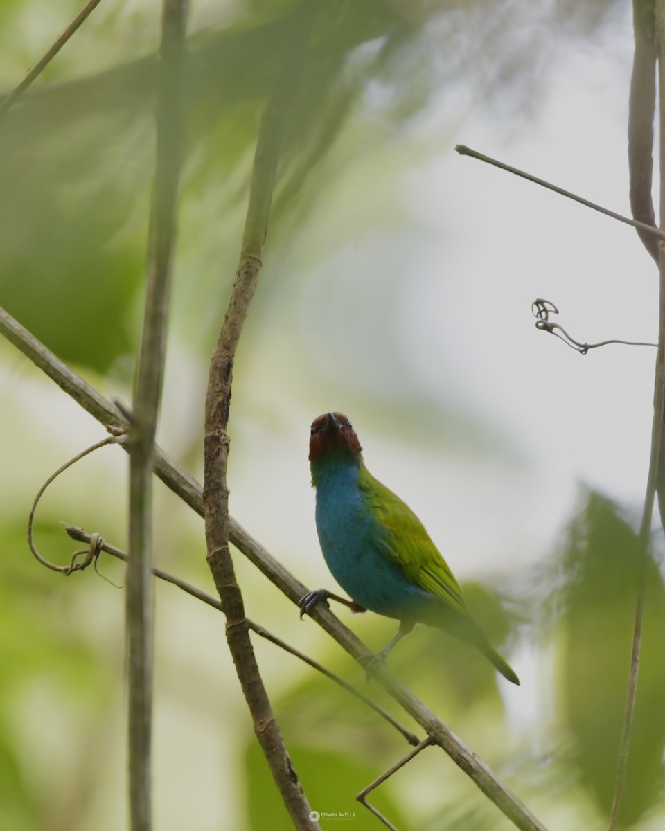 Bay-headed Tanager - Experiencia Naturaleza Edwin Avella