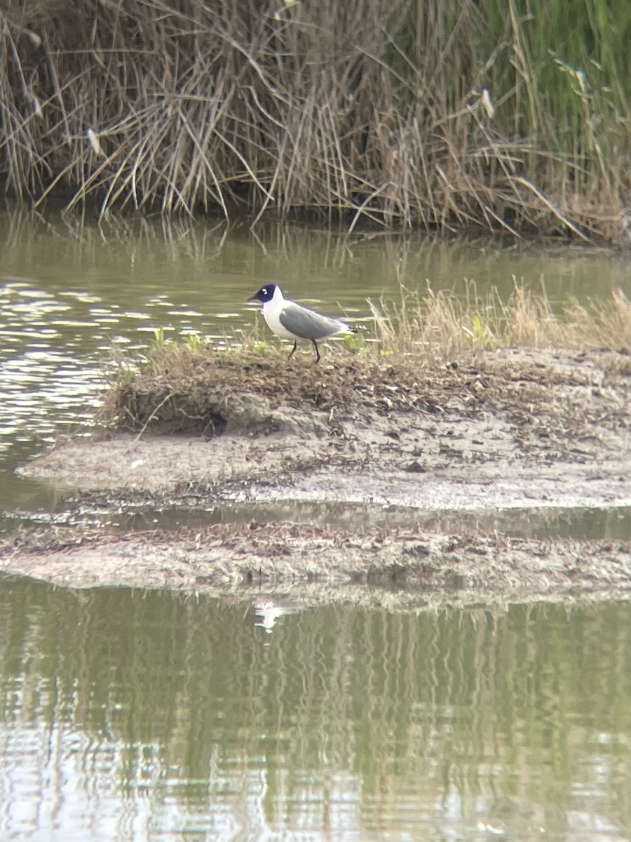 Franklin's Gull - Will Dudley