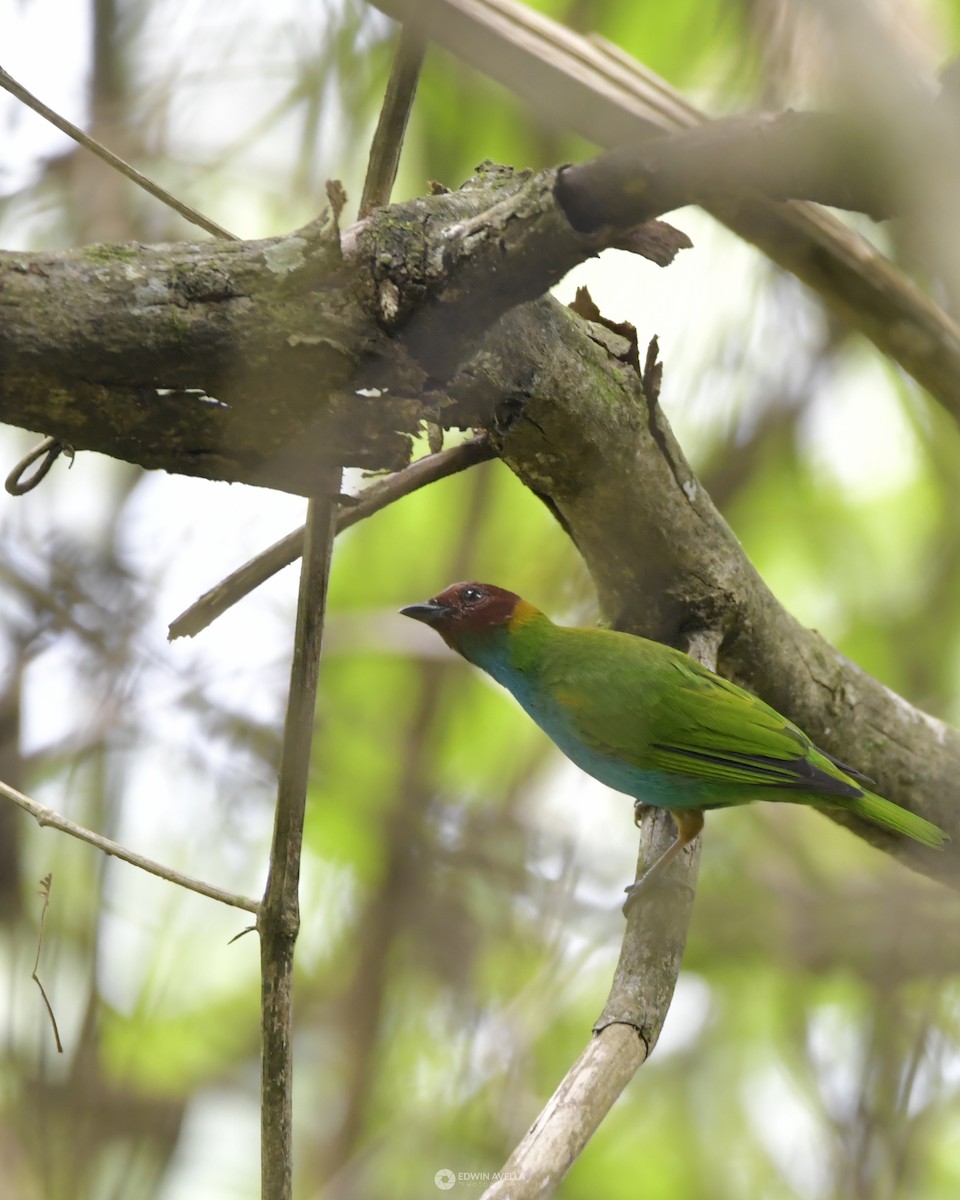 Bay-headed Tanager - Experiencia Naturaleza Edwin Avella