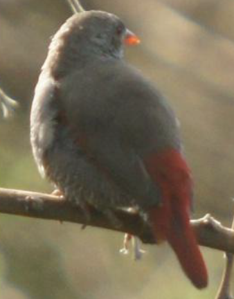 Red-billed Pytilia - Michael Grunwell