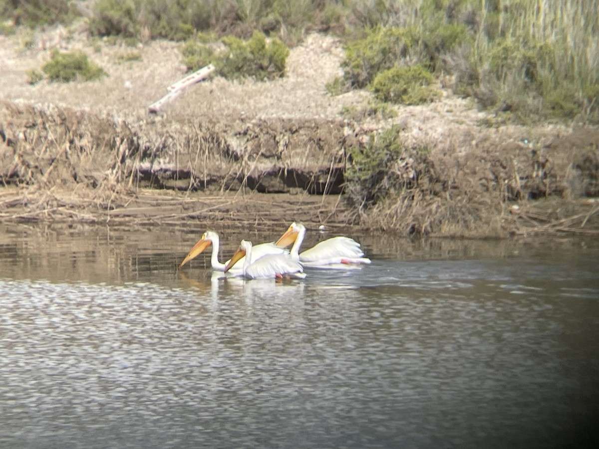 American White Pelican - Will Dudley