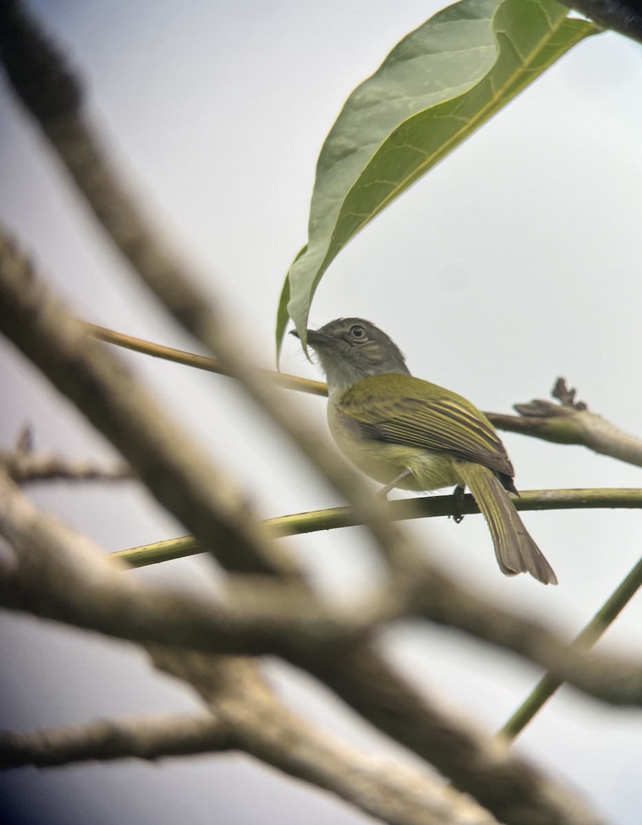 Yellow-olive Flatbill (Gray-headed) - ML619661038