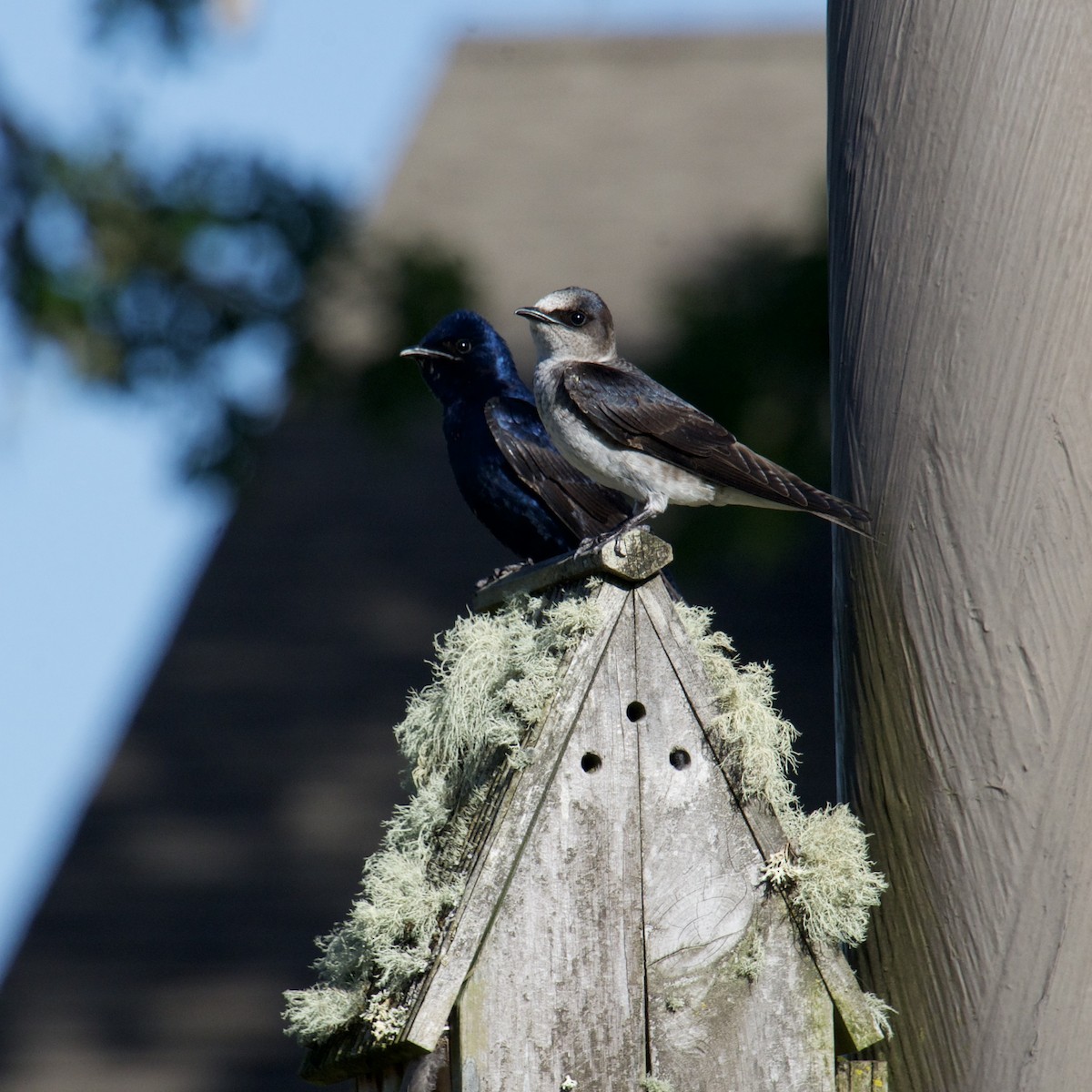 Purple Martin - Olivia Noonan