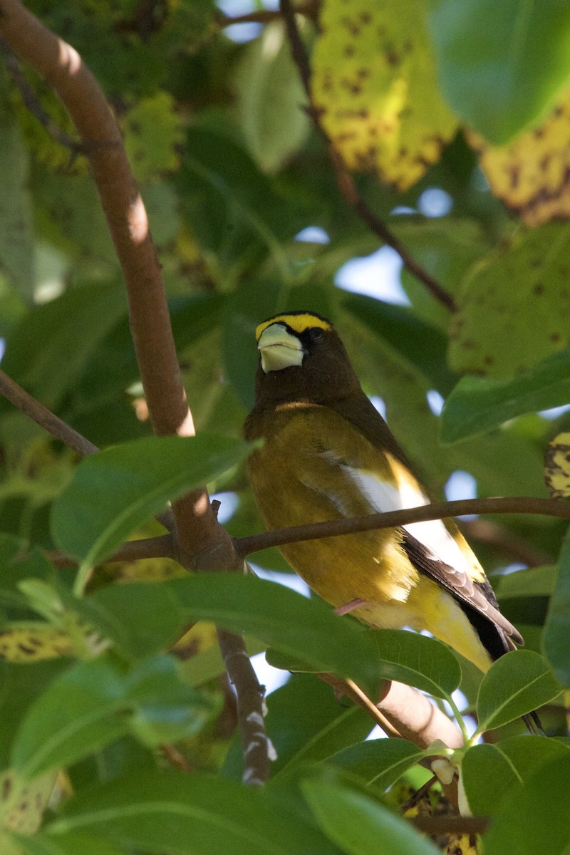 Evening Grosbeak - Olivia Noonan