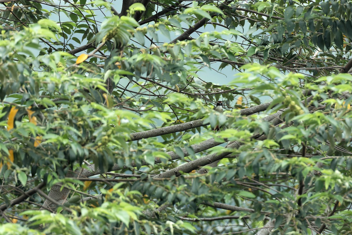 Fairy Pitta - 惇聿 (Tun-Yu) 陳 (Chen)