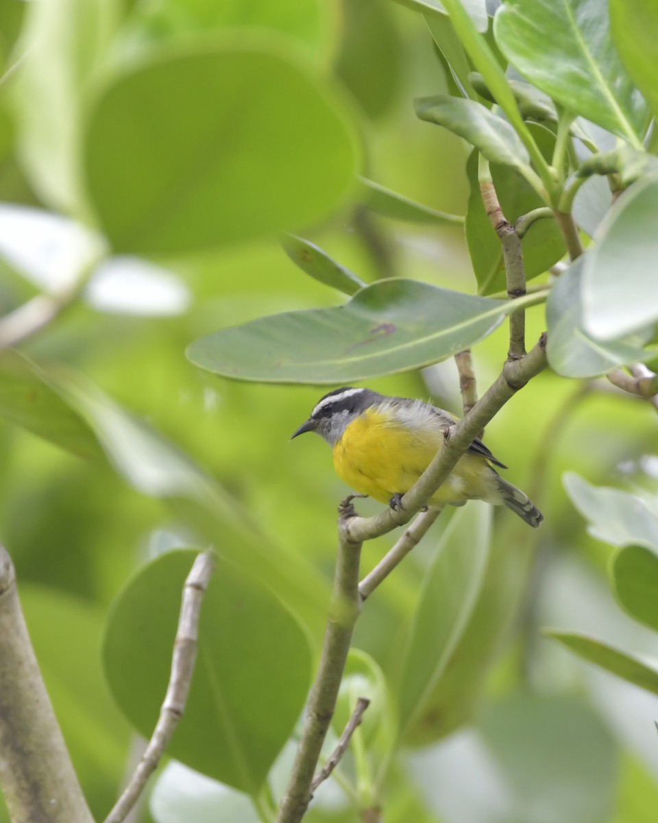 Bananaquit - Experiencia Naturaleza Edwin Avella