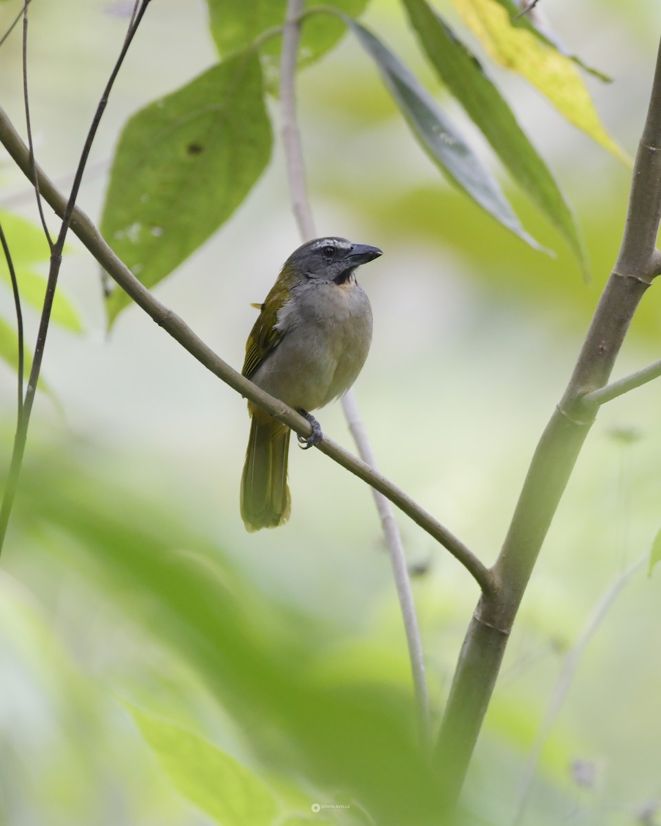 Buff-throated Saltator - Experiencia Naturaleza Edwin Avella